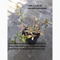 Азалия 2-х лет цветок красного, сиреневого и белого цвета, горшек 1, 5 литра земли