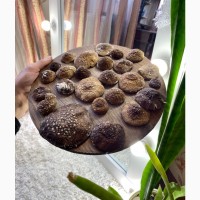 Продам ароматний та пахучий гриб Аманіта
