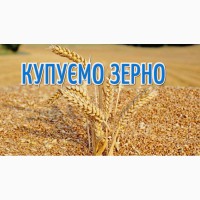 Закуповуємо відходи кукурудзи (вологу кукурудзу) по Вінницькій області