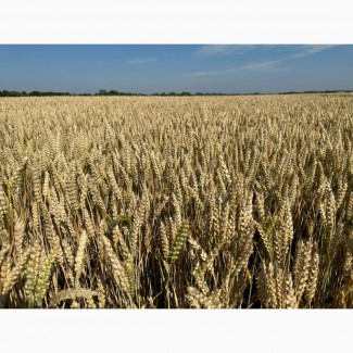 Богемія - елітне насіння озимої пшениці