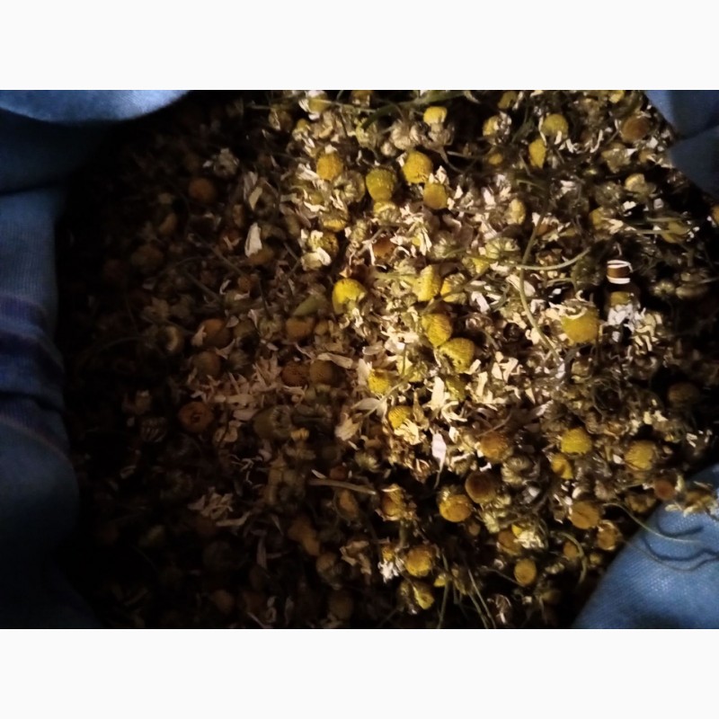 Фото 4. Квіти ромашка лікарська суха