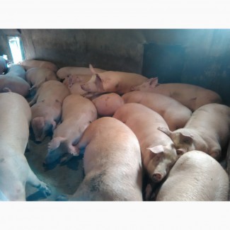 Продам свиней 140 кг
