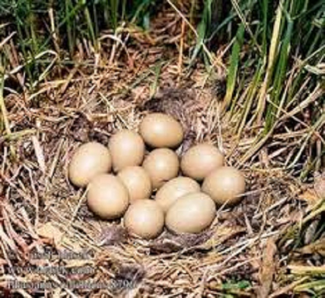 Інкубаційні яйця декоративніх та мисливських фазанів