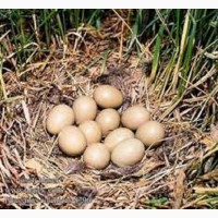 Інкубаційні яйця декоративніх та мисливських фазанів