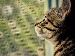 Антикошка - сетки на окна для безопасности котов