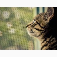 Антикошка - сетки на окна для безопасности котов