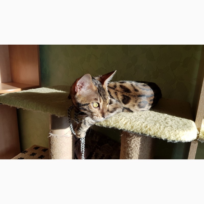 Фото 2. Бенгальские коты с клубными документами Киев