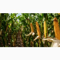 Семена кукурузы гибрид Тиадор ФАО 360