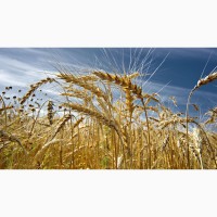 Куплю зерновідходи, прострочений посівмат, некондиційне зерно