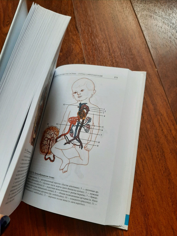 Фото 8. Атлас анатомии человека. Учебное пособие для высших медицинских учебных заведений Самусев