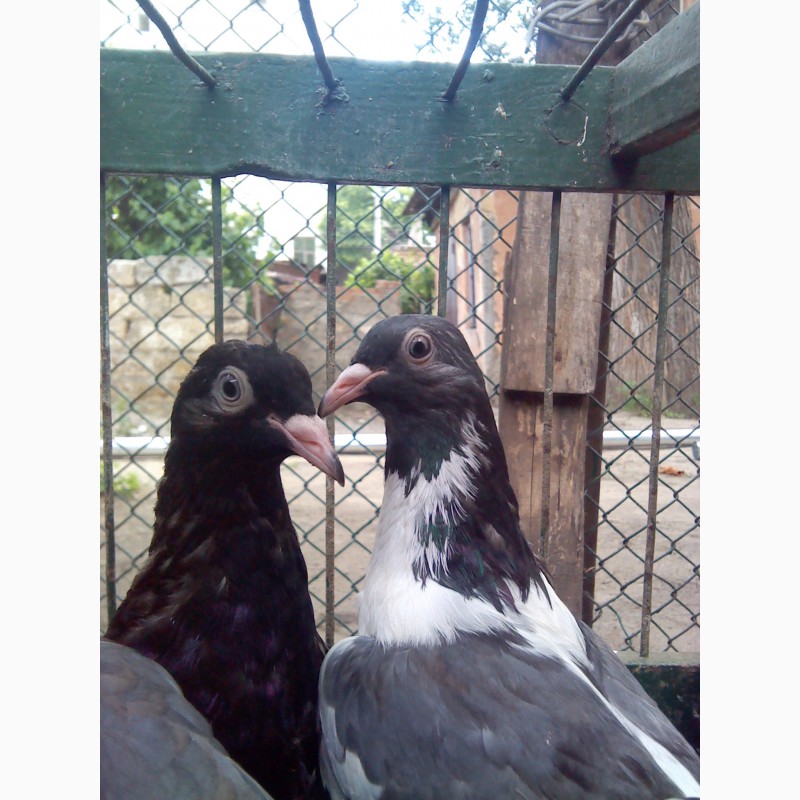 Фото 4. Продам элитных голубей
