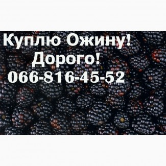 Куплю ожину Оптом!Дорого