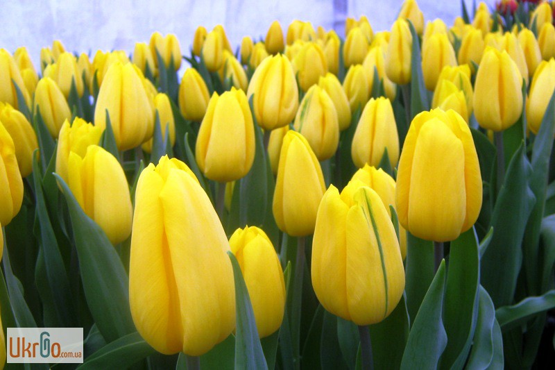 Фото 2. Принимаются заказы на луковицы тюльпанов для выгонки на 8 марта