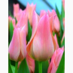 Принимаются заказы на луковицы тюльпанов для выгонки на 8 марта