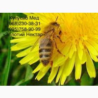 Куплю МЕД без антибиотиков Баштанка и соседние районы Николаевской области