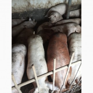 Продам свині мясніки датська селекція трьохпородний гібрид вага 160кг, 100шт
