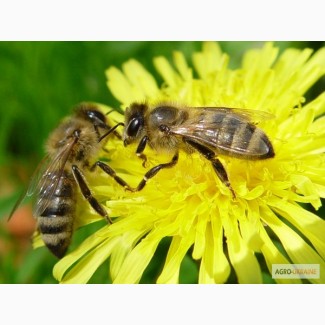 Продам 4-х рамочні бджолопакети Поліської породи бджіл