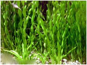 Фото 3. Продам аквариумные ростения Анибиус Криптокорина Валиснерия