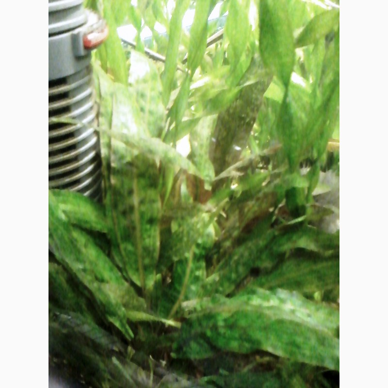 Фото 4. Продам аквариумные ростения Анибиус Криптокорина Валиснерия