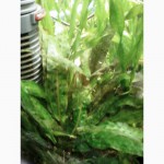 Продам аквариумные ростения Анибиус Криптокорина Валиснерия