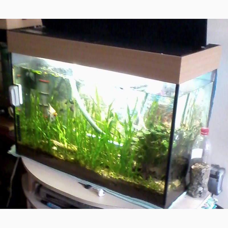 Фото 5. Продам аквариумные ростения Анибиус Криптокорина Валиснерия
