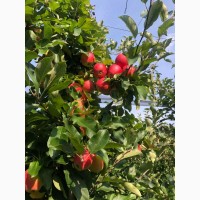 Продам яблоки, Гала Маст, Лиголь, урожая 2021 г. Немиров, Винницкая обл