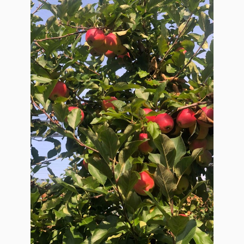 Фото 2. Продам яблоки, Гала Маст, Лиголь, урожая 2021 г. Немиров, Винницкая обл