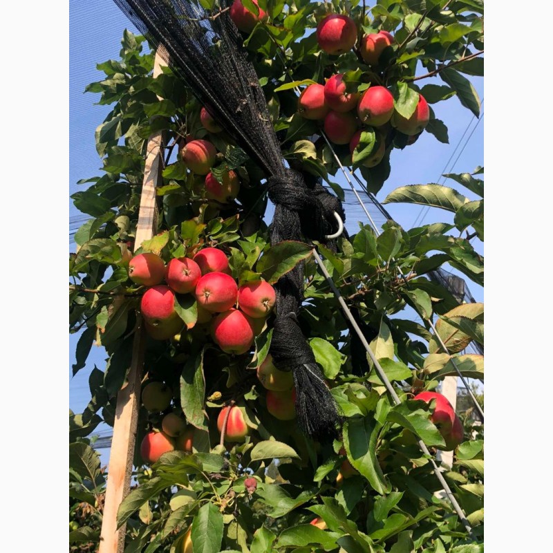 Фото 3. Продам яблоки, Гала Маст, Лиголь, урожая 2021 г. Немиров, Винницкая обл