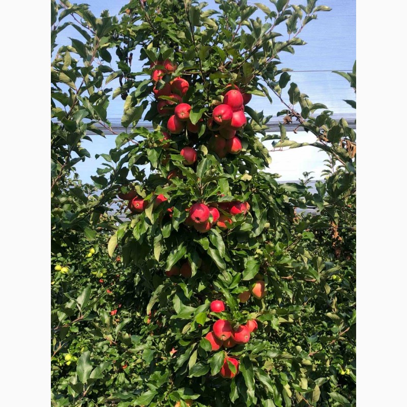 Фото 4. Продам яблоки, Гала Маст, Лиголь, урожая 2021 г. Немиров, Винницкая обл