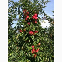 Продам яблоки, Гала Маст, Лиголь, урожая 2021 г. Немиров, Винницкая обл