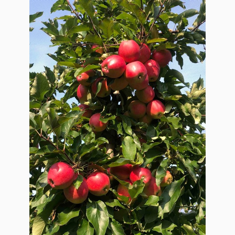 Фото 5. Продам яблоки, Гала Маст, Лиголь, урожая 2021 г. Немиров, Винницкая обл