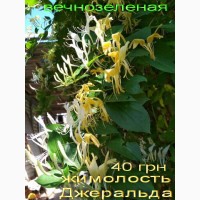 Продам саженцы текомы (кампсиса)