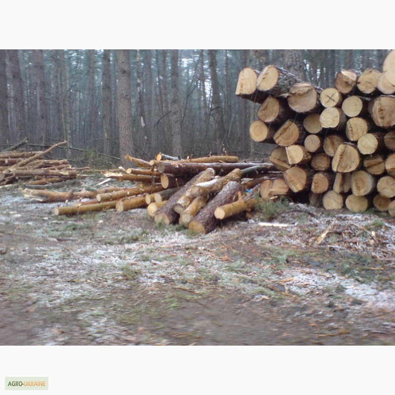 Фото 4. Спил деревьев Киев. Удаление пней, вывоз веток, дробление веток дробилкой, вывоз веток