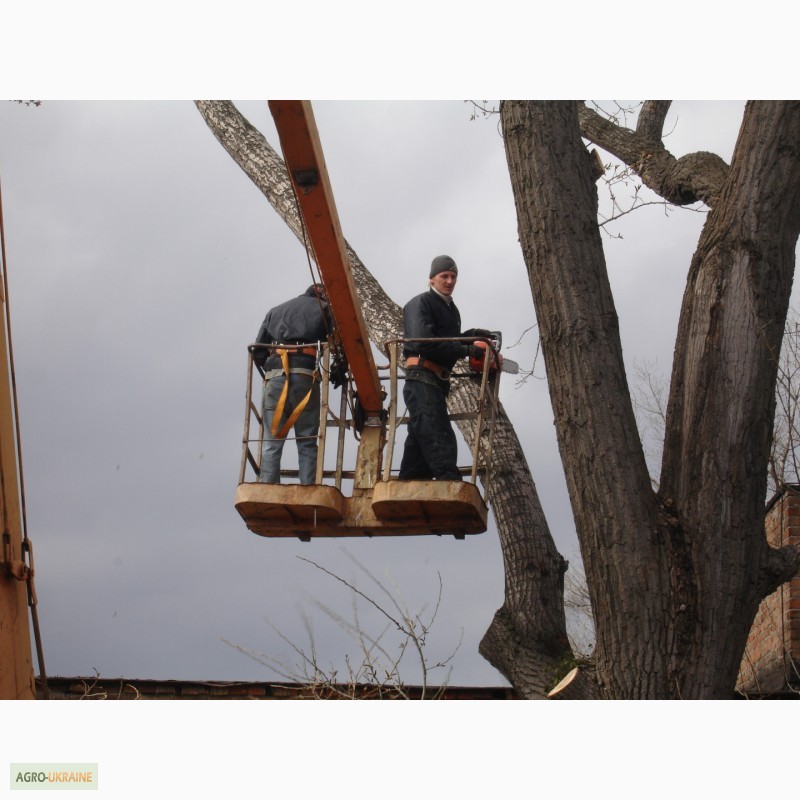 Фото 8. Спил деревьев Киев. Удаление пней, вывоз веток, дробление веток дробилкой, вывоз веток