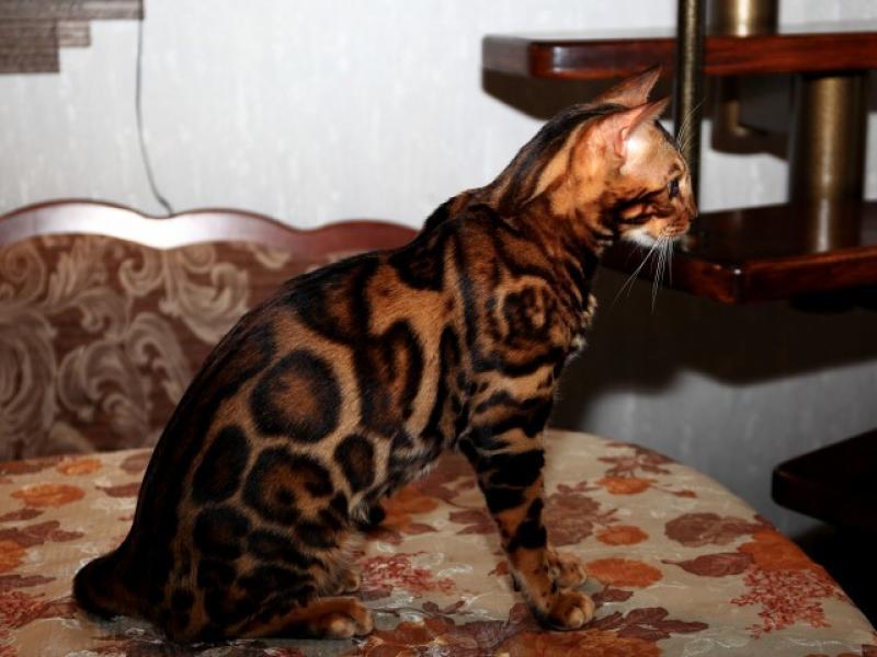 Фото 3. Вязка с бенгальским котом