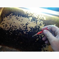 Бджоломатки Карпатської породи 2021