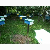 Продам плодні мічені бджолині матки Карпатської породи 2024г