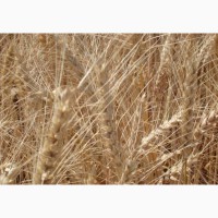 Озимая пшеница Землячка Одесская элита и 1 репр