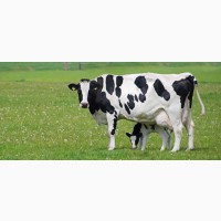 БМВД для лактирующих коров