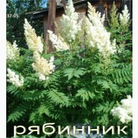 Спирея Вангутта (невеста) – живая изгородь