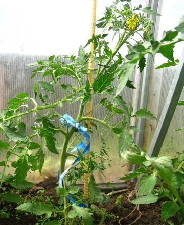 Фото 3. Опоры для подвязки помидоров