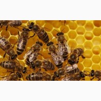 Продаються бджолосім#039; ї, рамки, суш