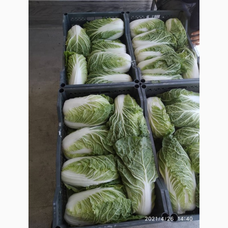 Фото 8. Срочно продам овощи и фрукты от Узбекского производителя