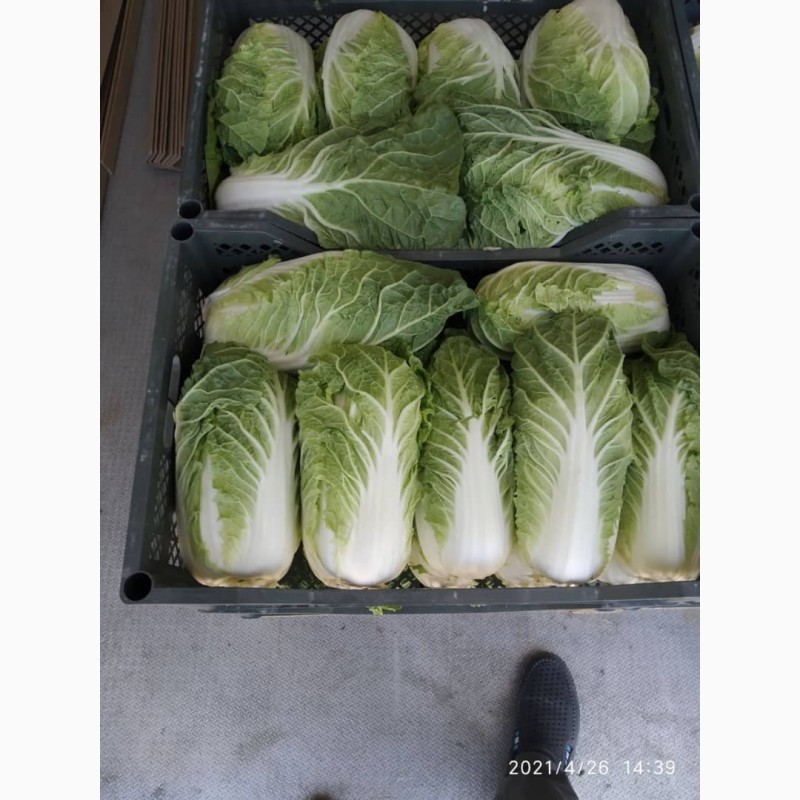 Фото 9. Срочно продам овощи и фрукты от Узбекского производителя
