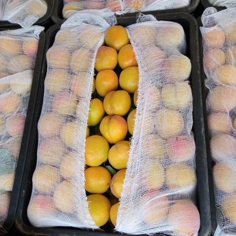 Фото 11. Срочно продам овощи и фрукты от Узбекского производителя