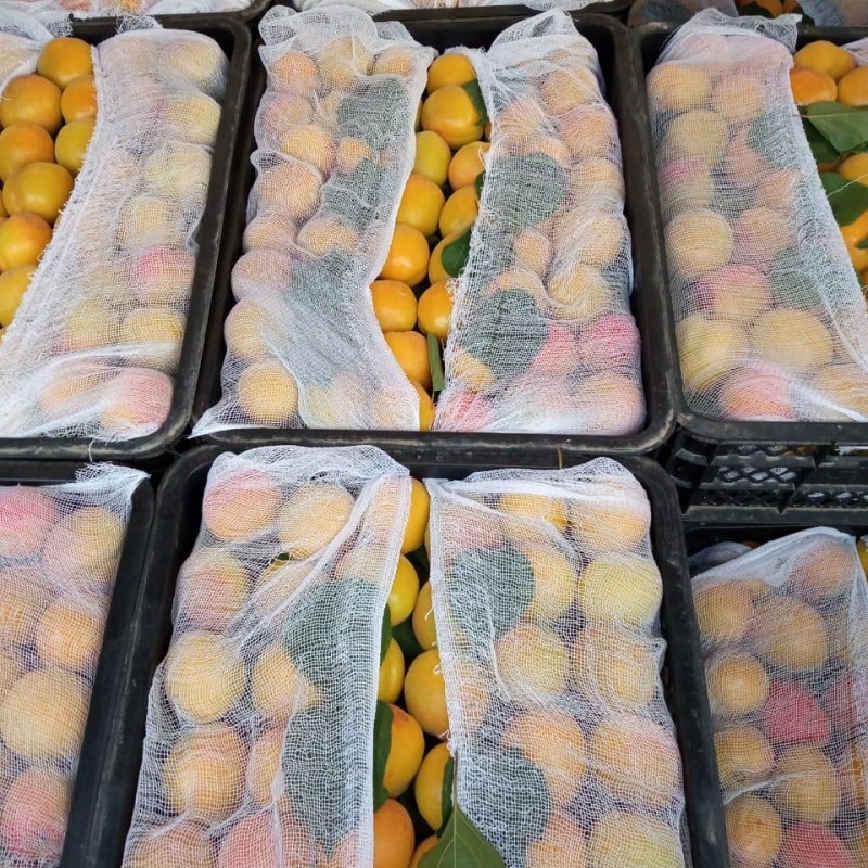 Фото 15. Срочно продам овощи и фрукты от Узбекского производителя