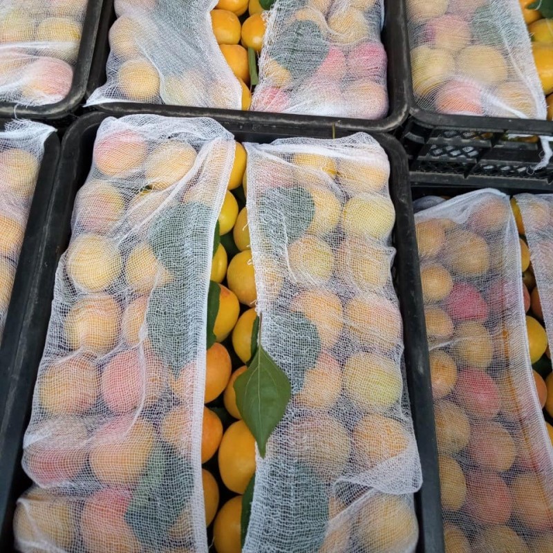 Фото 16. Срочно продам овощи и фрукты от Узбекского производителя