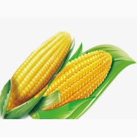Купим кукурузу фуражную. Оптом по всей Украине