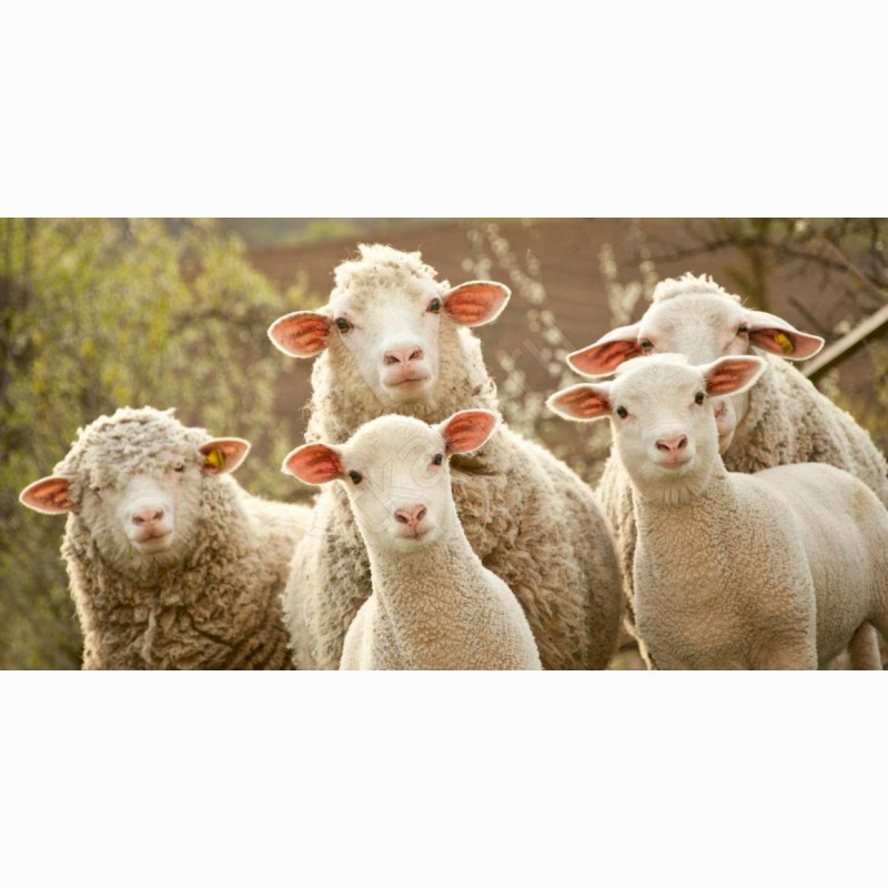 Фото 5. Овцы, на экспорт, Романовские, Меринос