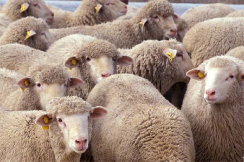 Фото 6. Овцы, на экспорт, Романовские, Меринос